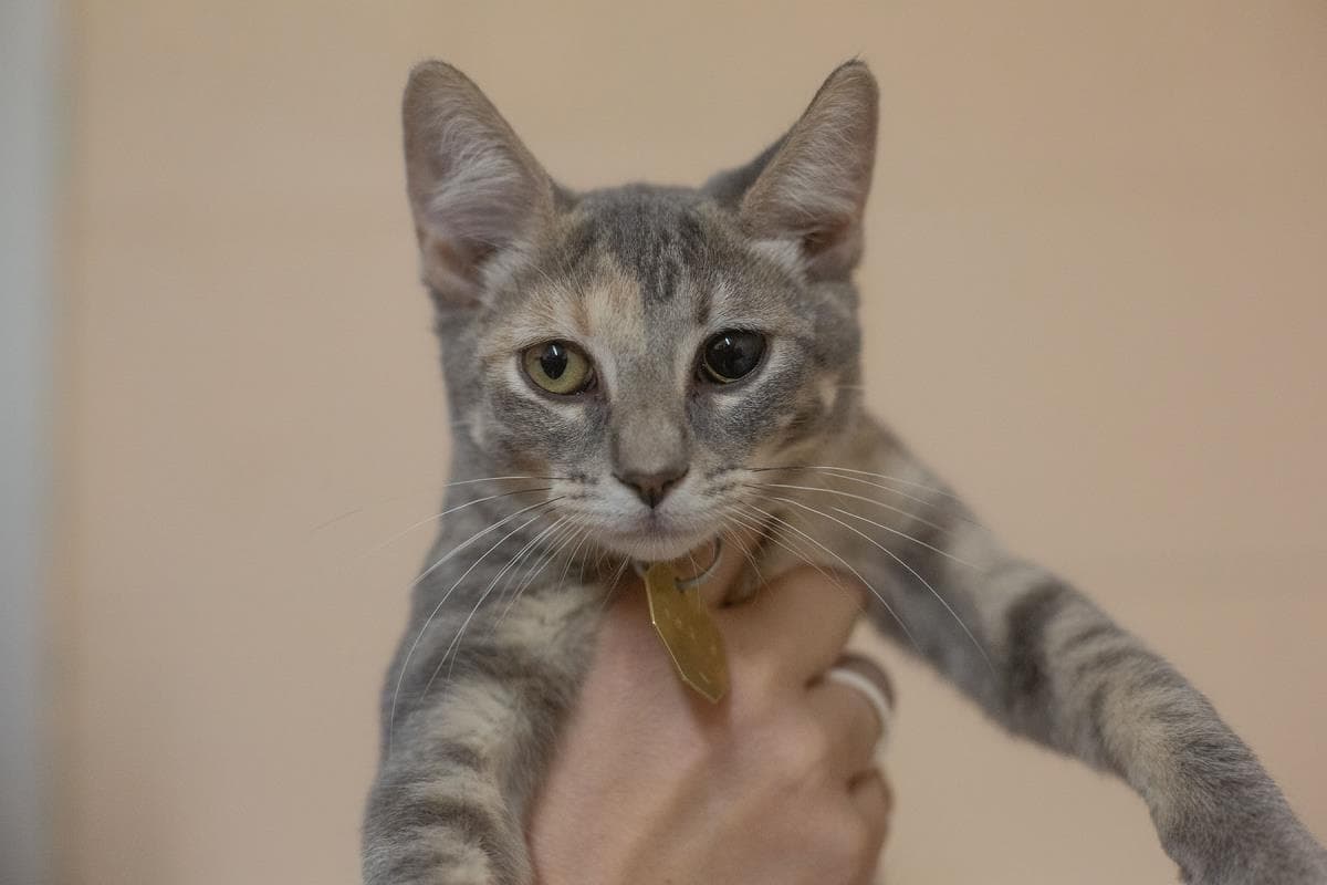 Nova - Domestic Short Hair