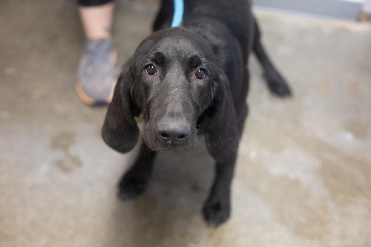 Cocoa - Bloodhound