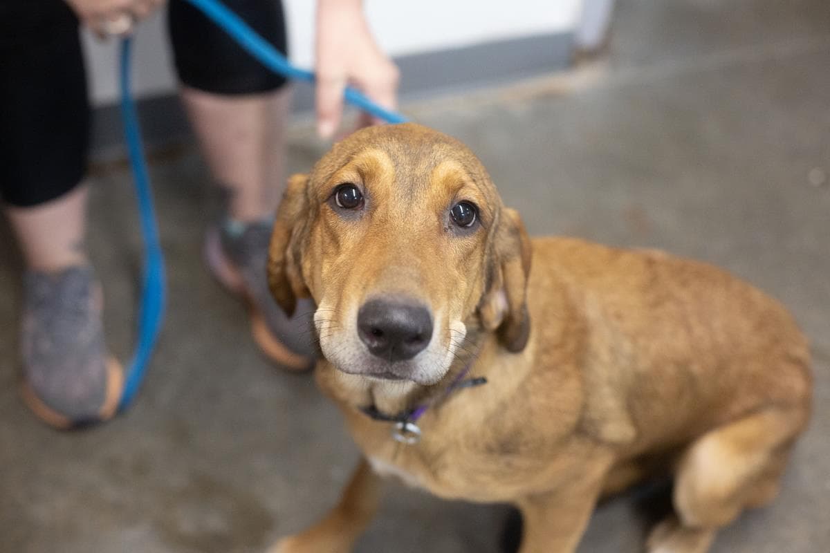 Hallie - Bloodhound