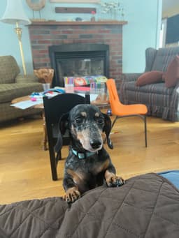 Pepper image 2
