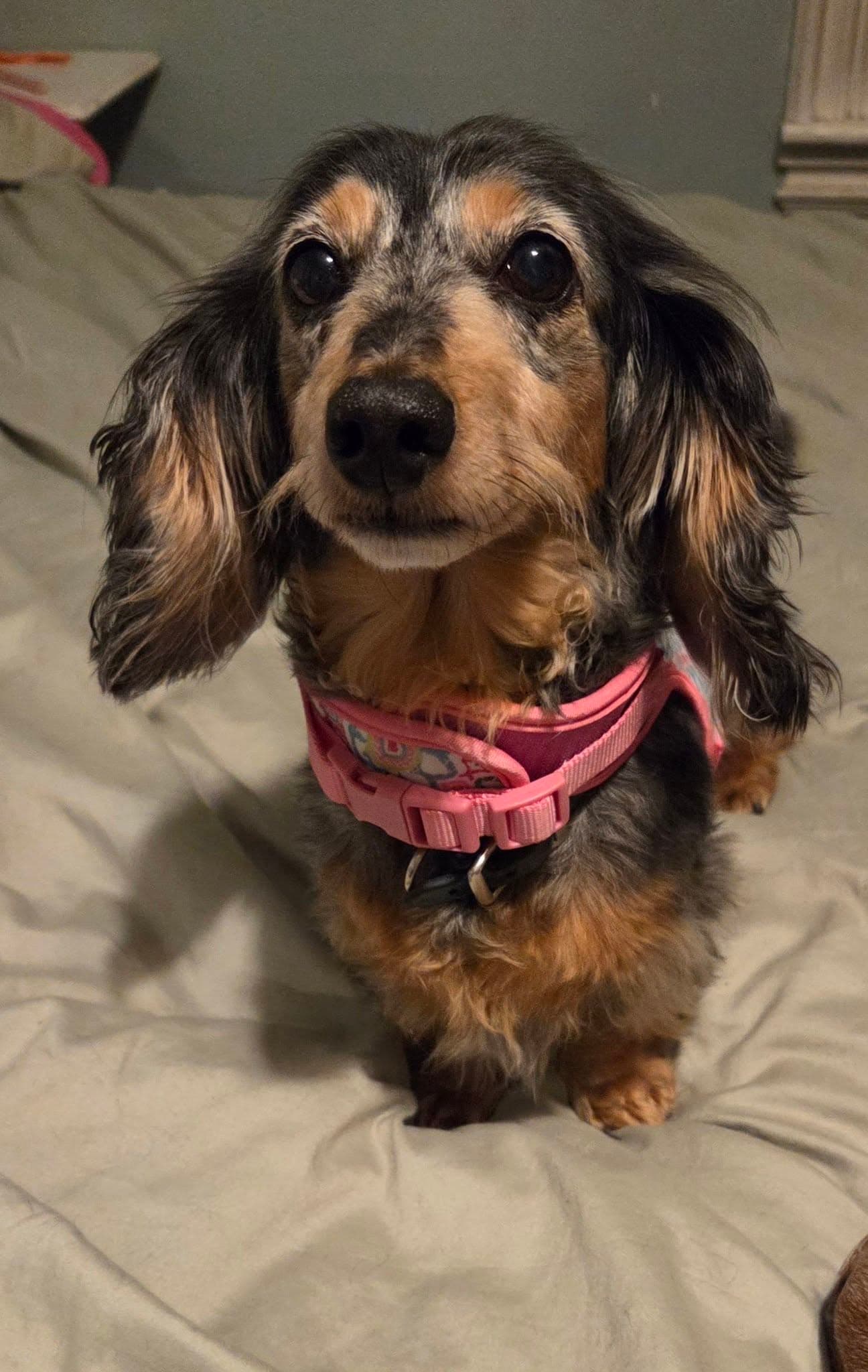 Frankie - Dachshund
