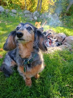 Frankie image 2