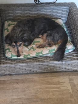 Frankie image 3