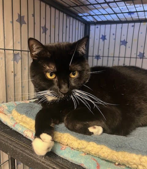 Oreo - Tuxedo