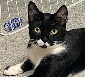 Cosmo - Domestic Short Hair