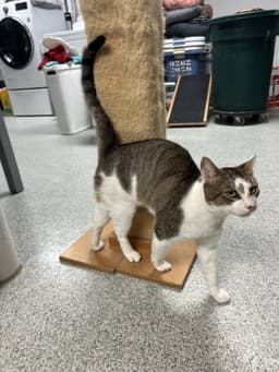 Rocky - Fiv image 4