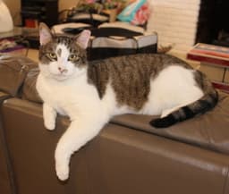Rocky - Fiv image 1