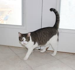 Rocky - Fiv image 2