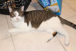 Rocky - Fiv image 3