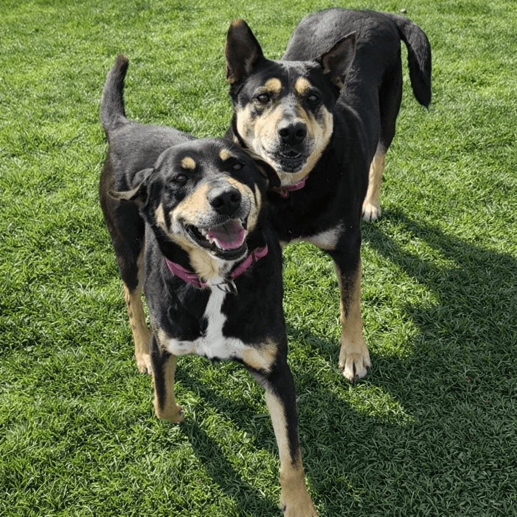 Susie And June Bug - Shepherd