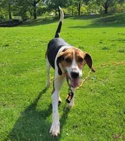 Buddy image 1