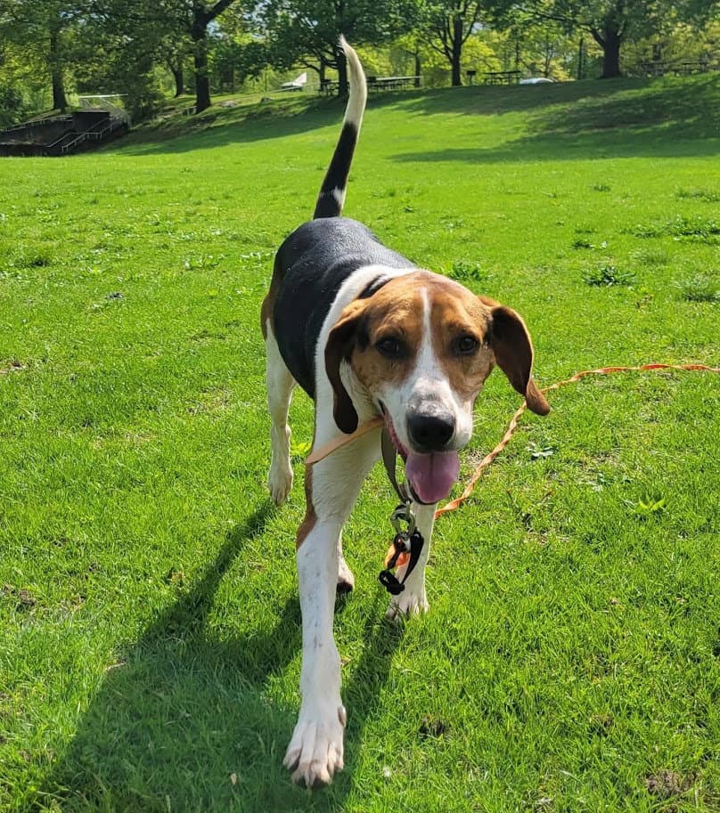 Buddy - Treeing Walker Coonhound