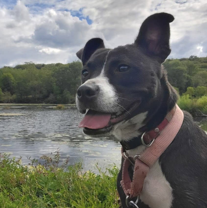 Lindy - Pit Bull Terrier