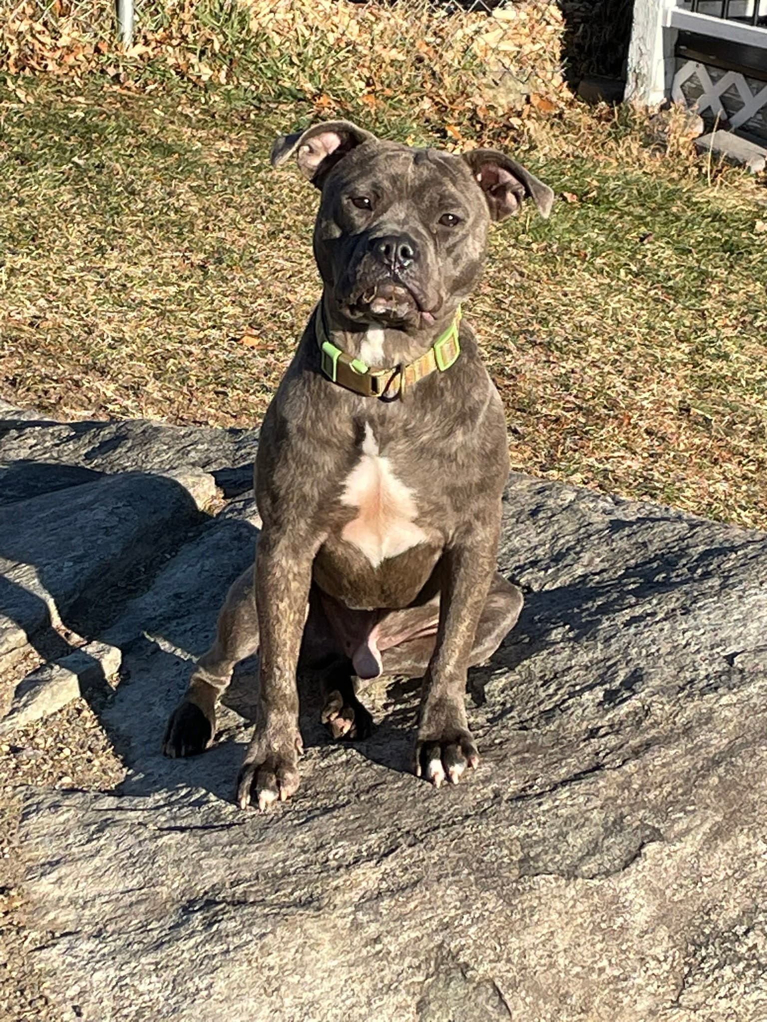 Andy Ii - Bulldog