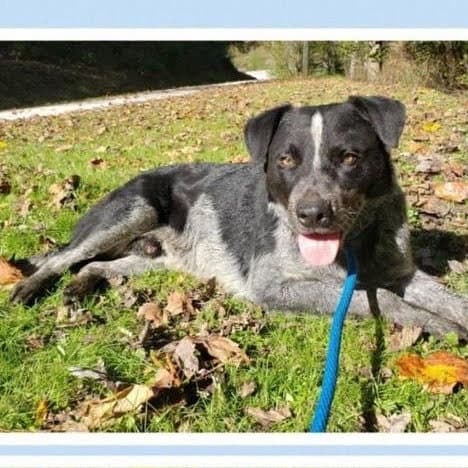 Bluey - Cattle Dog