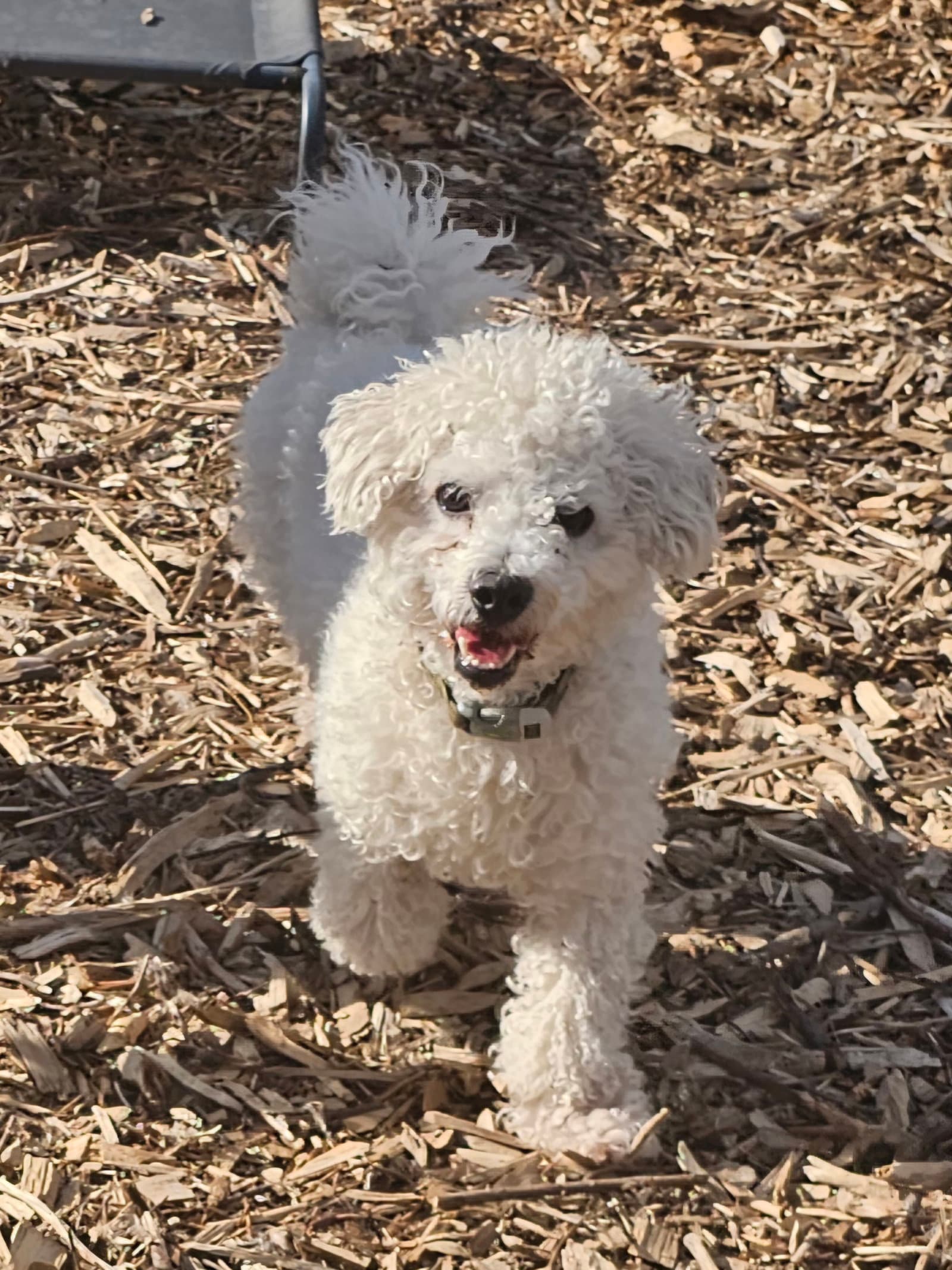 Max - Bichon Frise