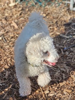 Max image 2