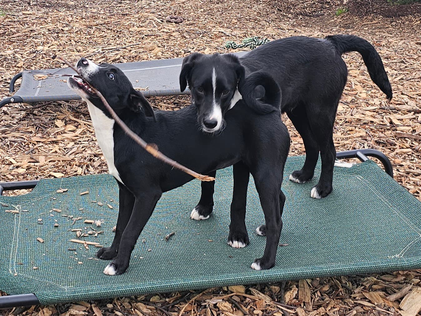 Lab Puppies - Labrador Retriever
