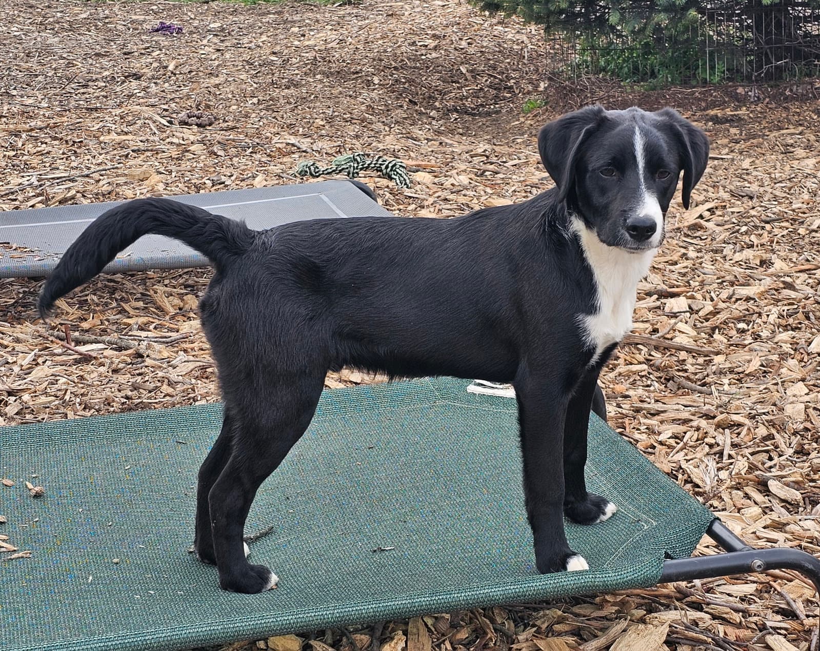 Ricky - Labrador Retriever