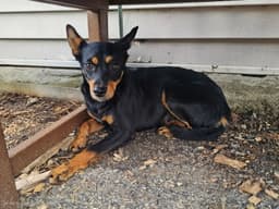 Roxy image 1