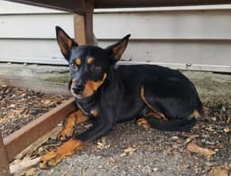 Roxy image 2