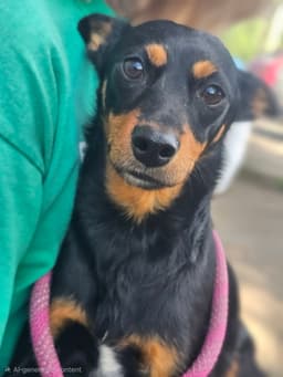 Roxy image 4