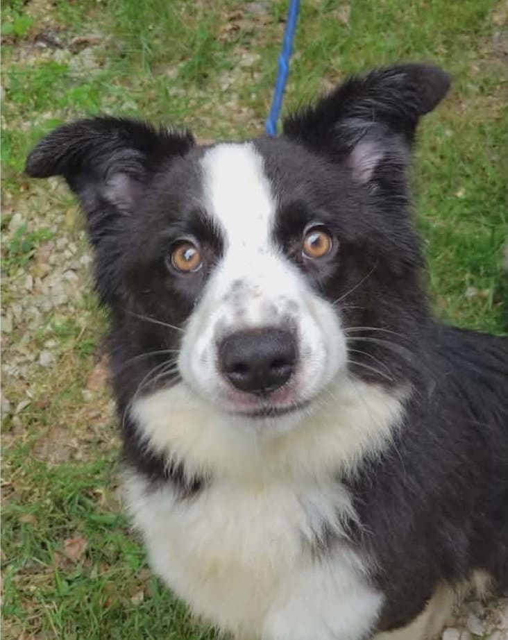 Shelly - Border Collie
