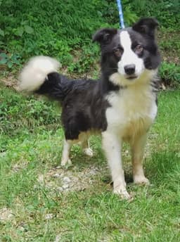 Shelly image 2