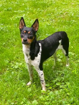 Levi image 1