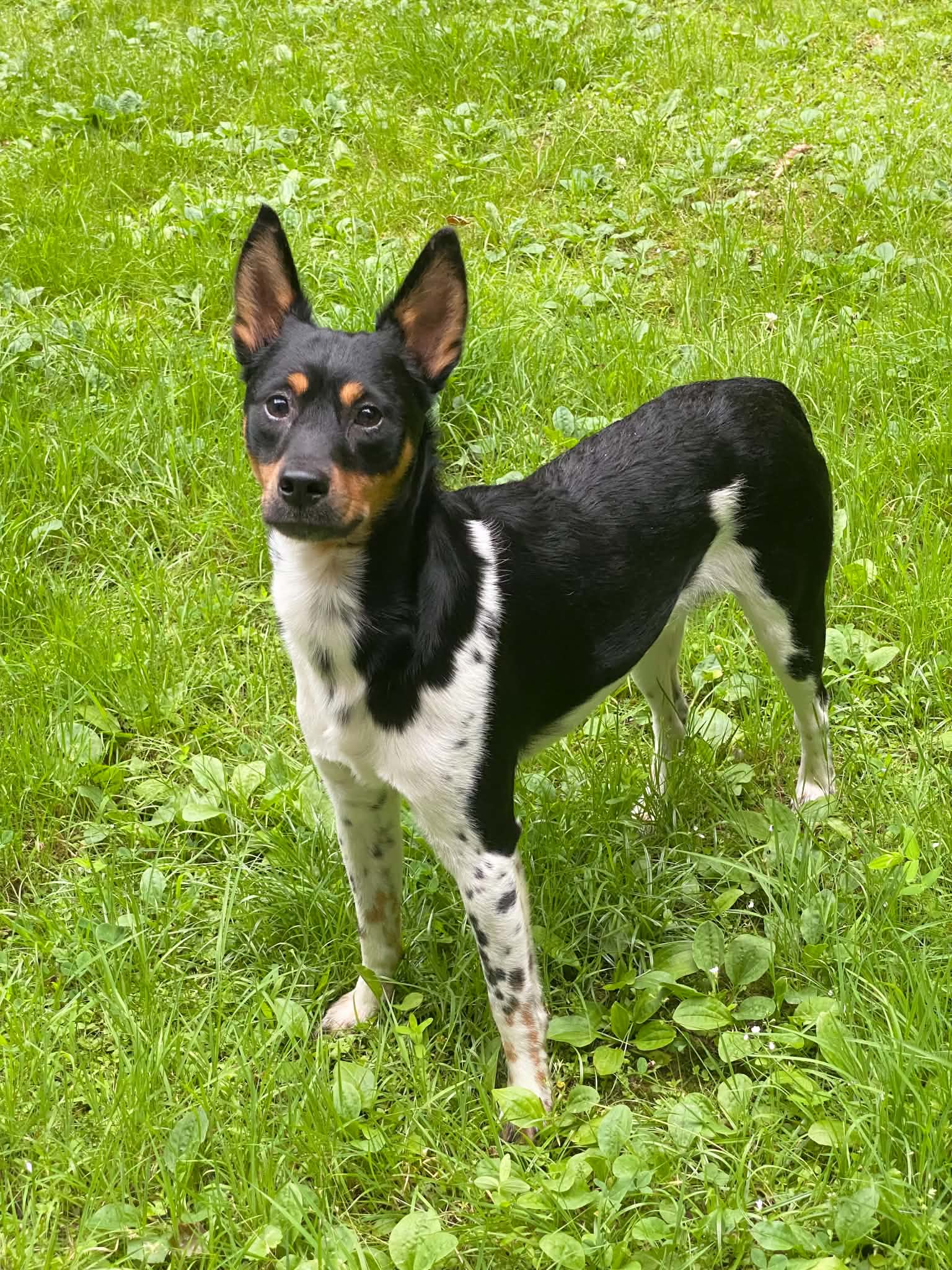 Levi - Miniature Pinscher