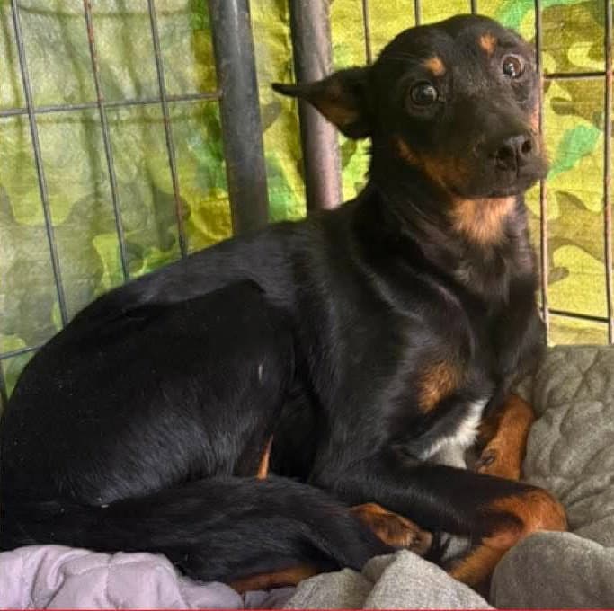 Delmar - Miniature Pinscher
