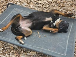 Wiggles image 4