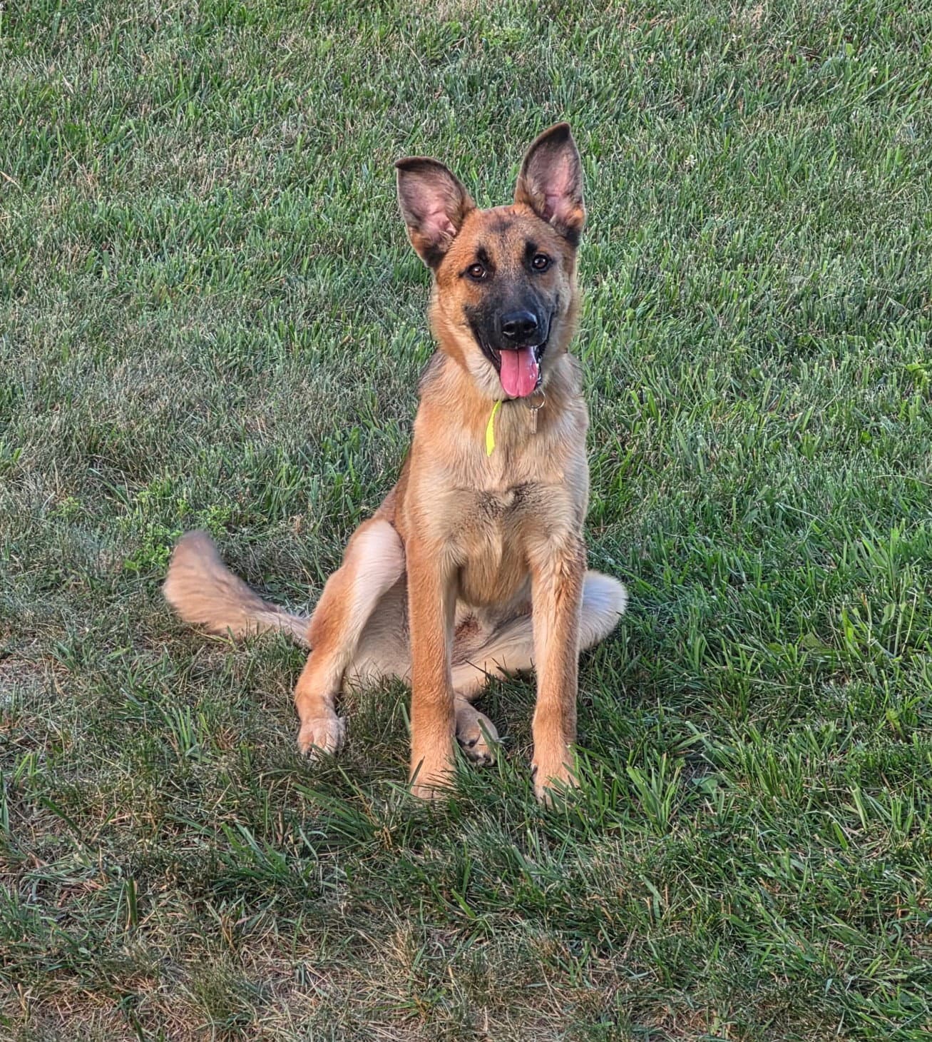 Maya - German Shepherd Dog