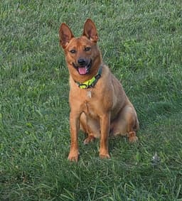 Binks image 1