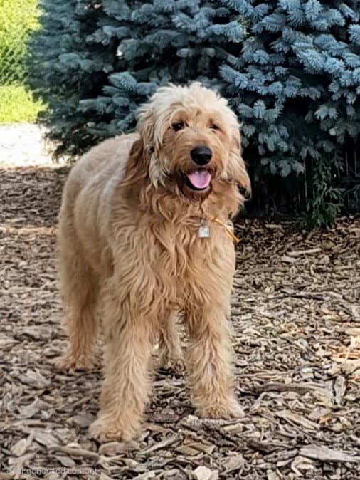 Elvis - Golden Retriever