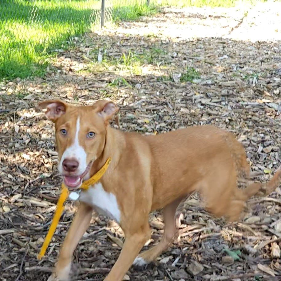 Jet - Hound