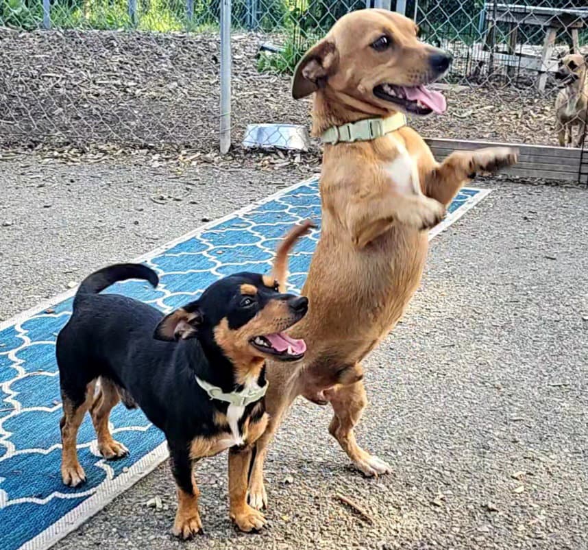 Luis And Leo - Chihuahua