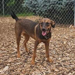 Mabel image 3