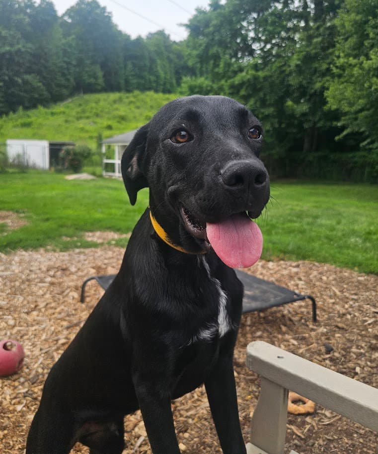 River - Black Labrador Retriever