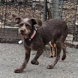 Millie image 1