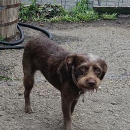 Millie image 2