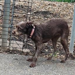 Millie image 4