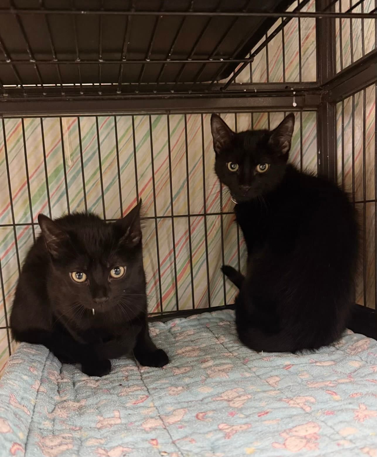 Ursino - Domestic Short Hair