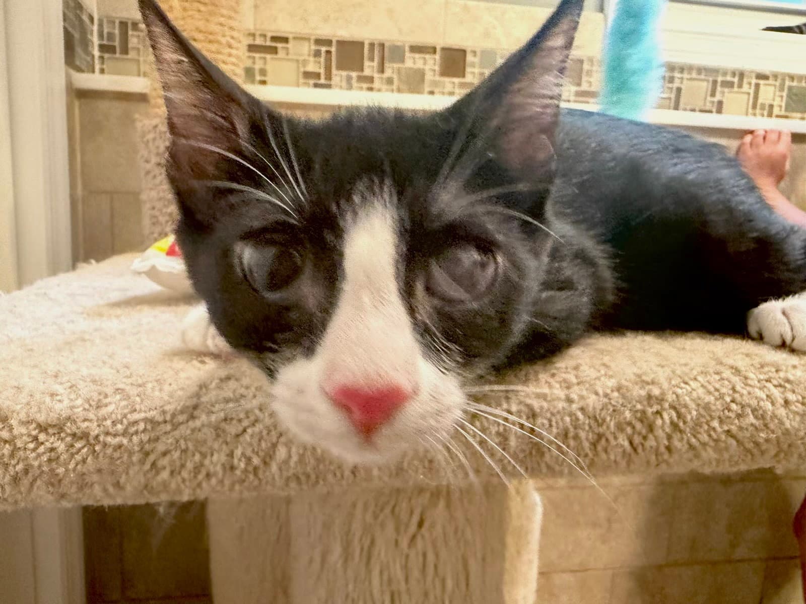 Archer - Domestic Short Hair