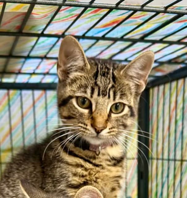 Artemis - Tabby