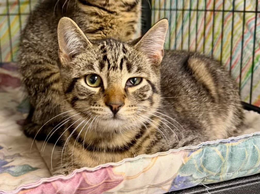 Guido - Tabby