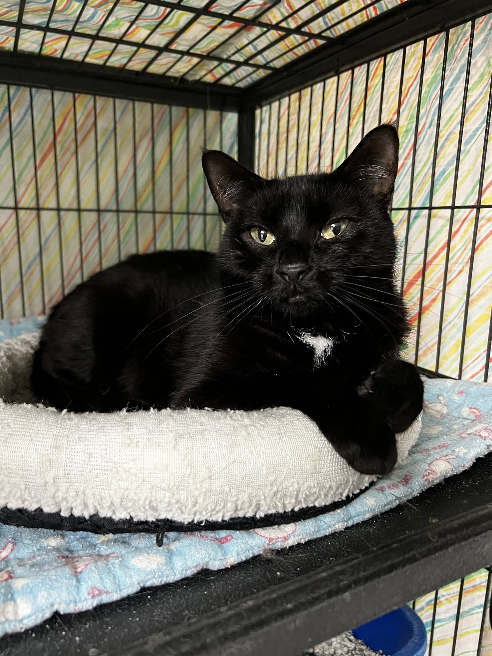 Jagwar - Domestic Short Hair