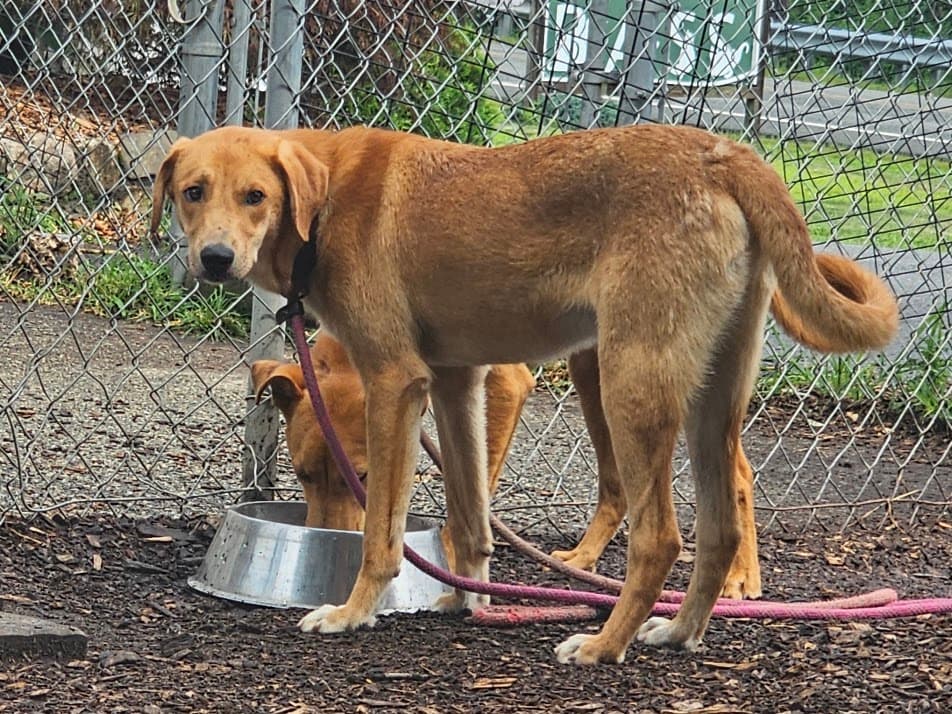 Rocky - Yellow Labrador Retriever