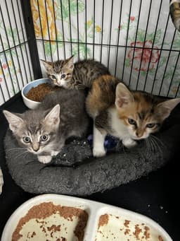 Graham And Nilla image 1