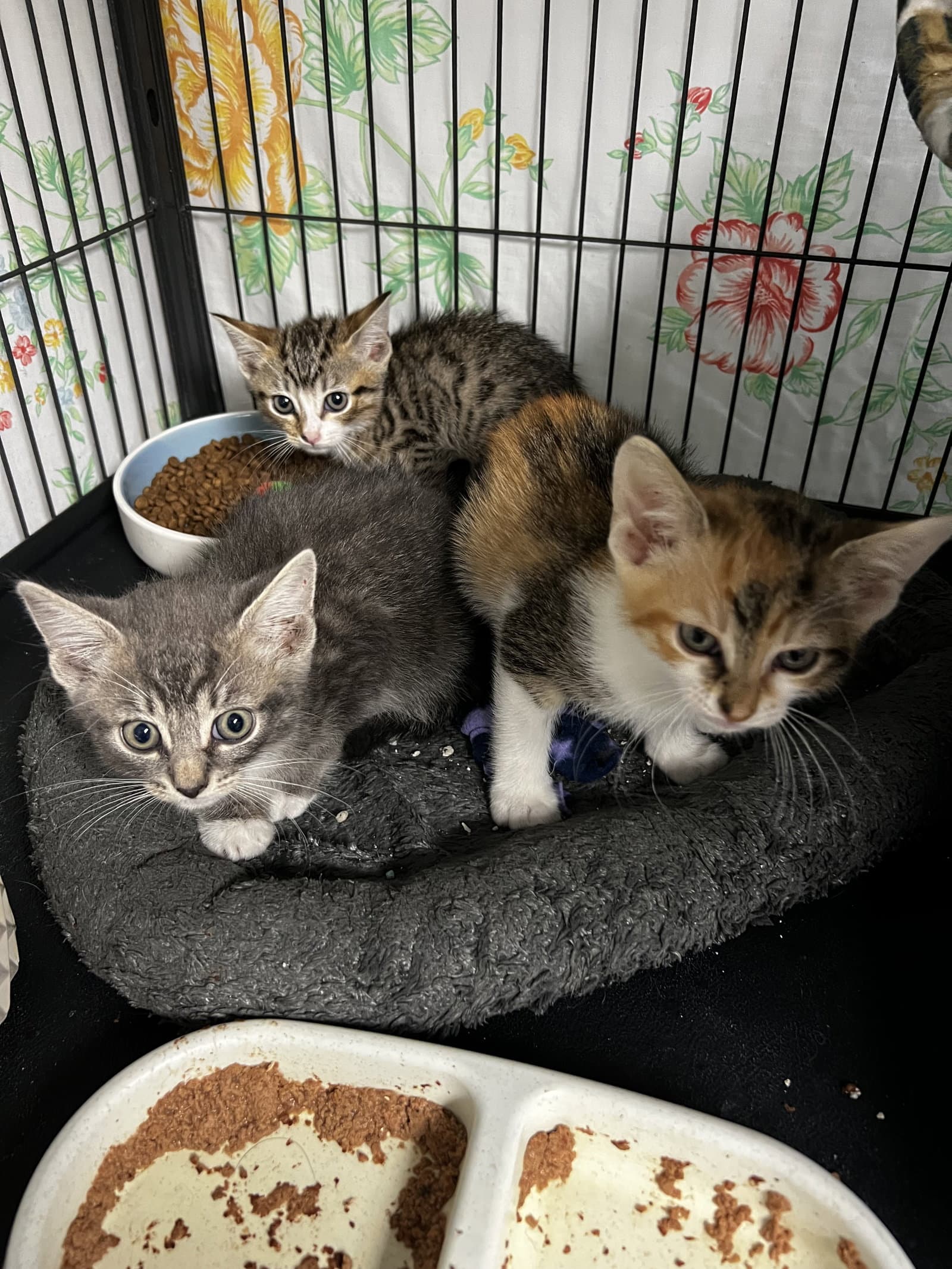 Graham And Nilla - Tabby